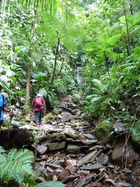 montée petite cascade mangle, chutes moreau, Basse terre