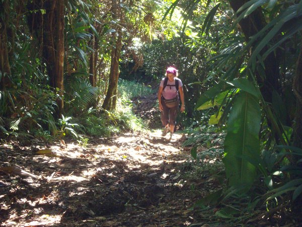 Montée,yann, tete allègre , basse terre nord, Guadeloupe