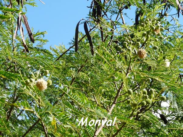 monval, arbre, maisoncelle, grande terre, guadeloupe