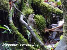 Moqueur corossol, Margarops fuscatus,