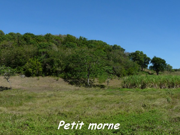 morne, TGT1 L