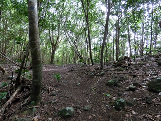 morne bois cap Guadeloupe