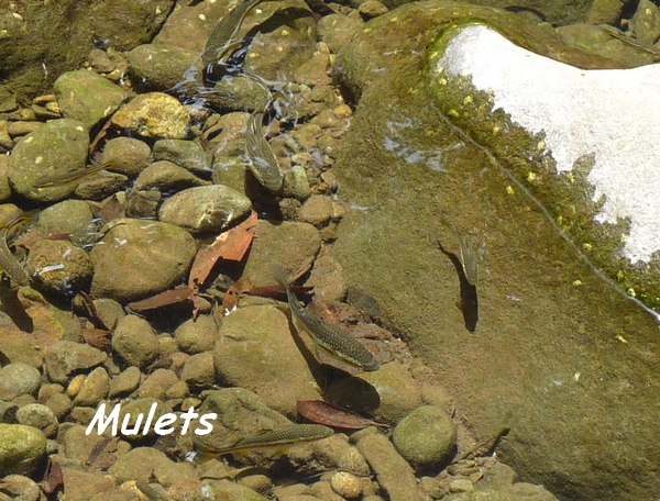 Mulets, Galbas, Tête allègre, Ste Rose, Guadeloupe