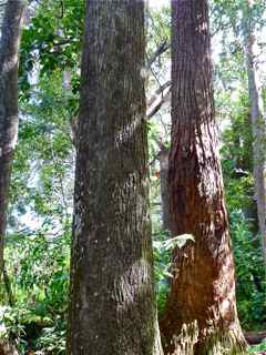 frézias arbres pépinière foret tropical ecosysteme tropical