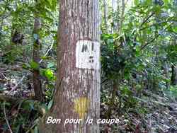 arbre, balade, dos d`ane, basse terre, gaudeloupe, antilles