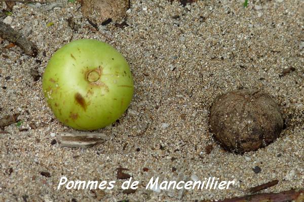 st felix, arbre L