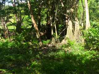 Pterocarpus officinalis, rivière audoin, moule grande terre guadeloupe