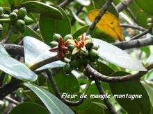 balade armistice, basse terre, arbre, foret humide, guadeloupe