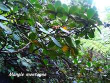 balade armistice, basse terre, arbre, foret humide, guadeloupe