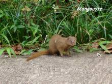 mangouste, Herpestes aurapunctatus, mammifere foret seche, ecosysteme tropiacl, guadeloupe, antilles