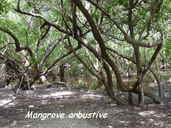 st felix, mangrove L