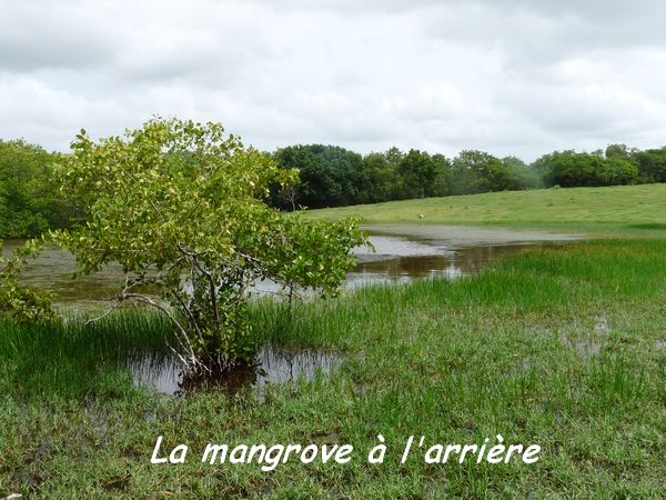 st felix , mangrove L