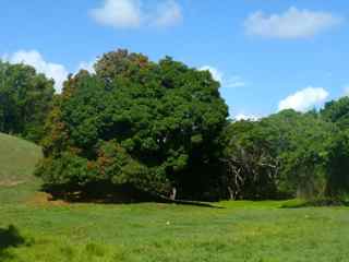 Mangifera indica, rivière audoin moule, guadeloupe