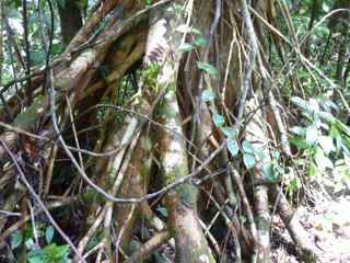 frézias arbre foret humide ecosysteme tropical
