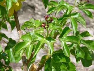 balade morne morel, les saintes, flore foret seche , guadeloupe