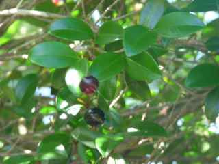 balade morne morel, les saintes, arbuste foret seche, guadeloupe