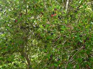 balade morne morel, les saintes, arbuste foret seche, guadeloupe