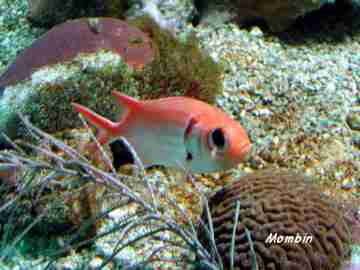 poisson récif, benthos, Guadeloupe