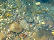 poisson, balade, saut matouba, basse terre, guadeloupe, antilles