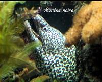 poisson long, récif corallien, ecosysteme marin, guadeloupe, antilles