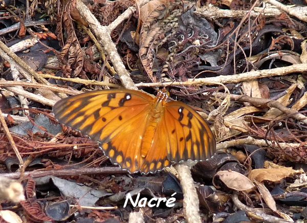 Papillon Nacré, Agraulis vanillae, Marie Galante