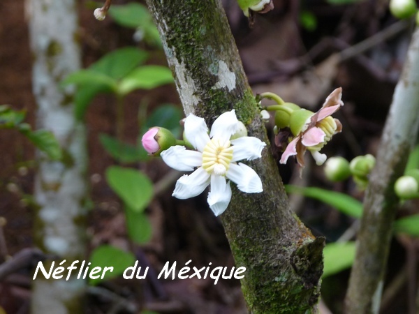 néflier, cascade Bis, Ste Rose, guadeloupe