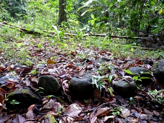 case neg mawon canyon moustique guadeloupe