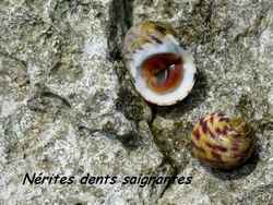 nérites, faune, pointe des chateaux, guadeloupe