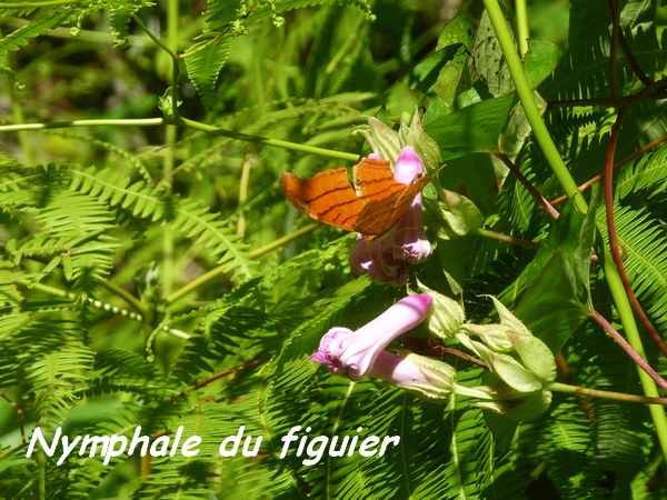 papillon , nymphale, Marpesia petreus damicorum, tete allegre, basse terre nord, guadeloupe