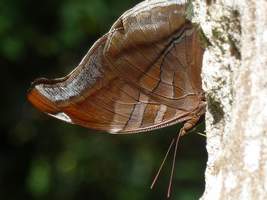 papillon, nymphale bois canon, Riv Vx habitants, gaudeloupe