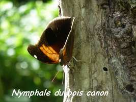 papillon, nymphale bois canon, Riv Vx habitants, gaudeloupe