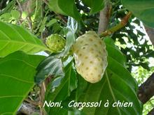Morinda citrifolia, balade rivière audoin, Moule, arbuste, grande terre, Guadeloupe, antilles