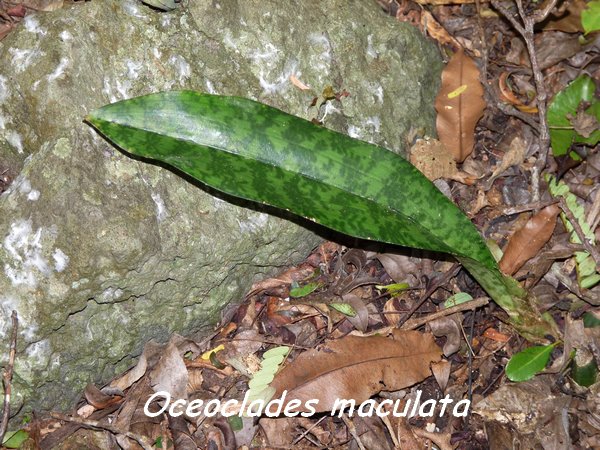 orchidée, Oceoclades maculata, Gros morne