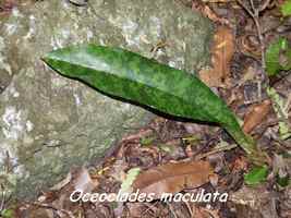 orchidée, Oceoclades maculata, Deshaies