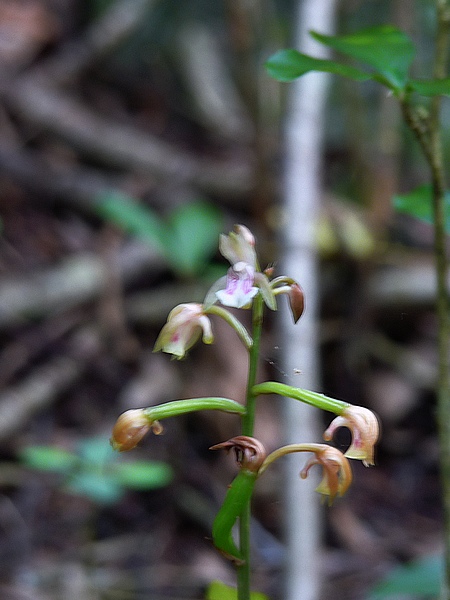 orchidée, Oceoclades maculata, Gros morne