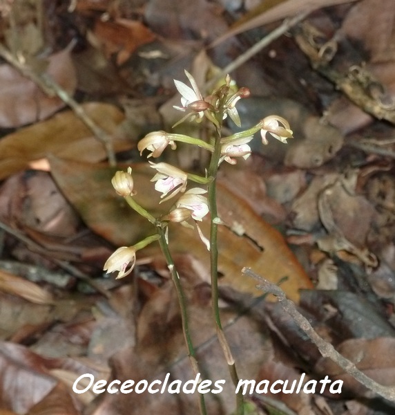 orchidée, bois banane, lamentin