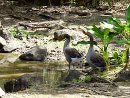 oies trace orange, Terre de bas, Guadeloupe