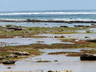 oiseaux littoral Baie Olive St françois