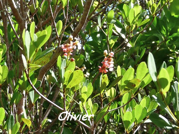 olivier, arbuste, maisoncelle, grande terre, guadeloupe