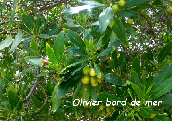 olivier bord de mer, terre de bas, Guadeloupe