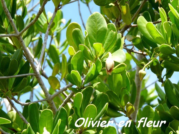 olivier batard fleur, Bontia daphnodes, Barre de cadoue