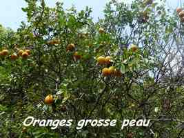 orange grosse peau M Galante