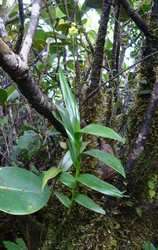 orchidée, madeleine, basse terre sud, guadeloupe