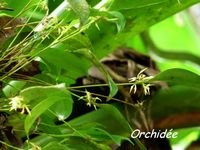 orchidée , Pleurothallys, madeleine, basse terre sud, guadeloupe