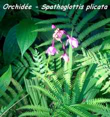 orchidée, trace 36 mois, ste rose, basse terre, guadeloupe