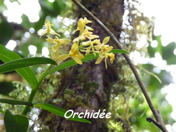 orchidée, B Argent L