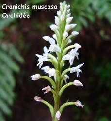 orchidée, chutes carbet, basse terre sud, guadeloupe