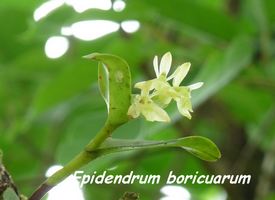 Orchidée, Epidendrum, Moscou 