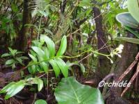 orchidée, madeleine, basse terre sud, guadeloupe