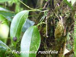 Orchidée, Pleurothallis, Trace des Poteaux